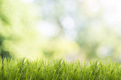 Bright spring grass field with sunlight bokeh background 