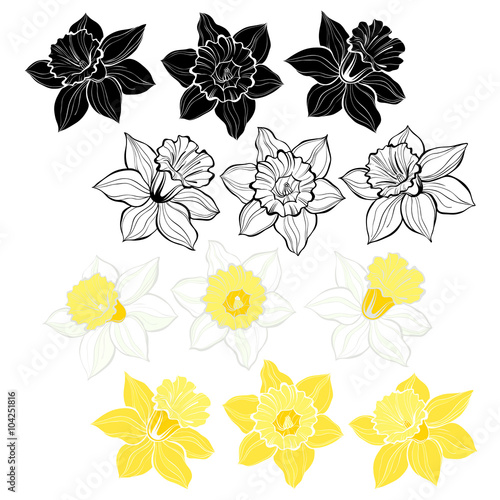 Fototapeta Naklejka Na Ścianę i Meble -  Daffodils.Set of spring flowers narcissus isolated on white background.