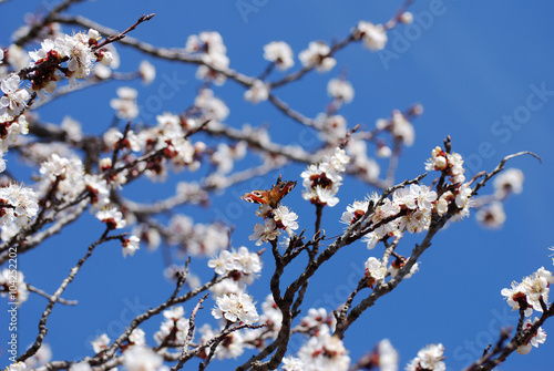 Flowering tree with butterfly