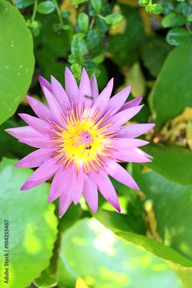 single lotus Flower with green background single lotus Flower with green background