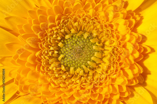 single flower of yellow gerbera macro