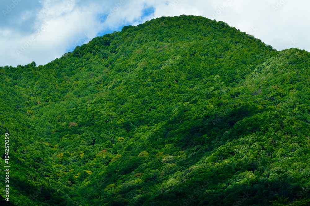Fototapeta premium 新緑の山と雲影