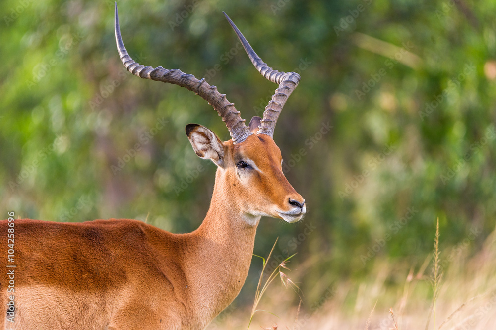 Fototapeta premium Portraitierte Impala Gazelle mit geschlossenden Augen
