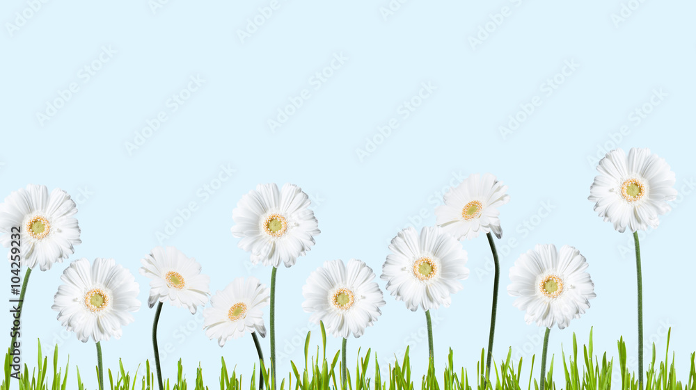 Gerber Daisy, isolated on blue background Gerber Daisy, isolated on blue background