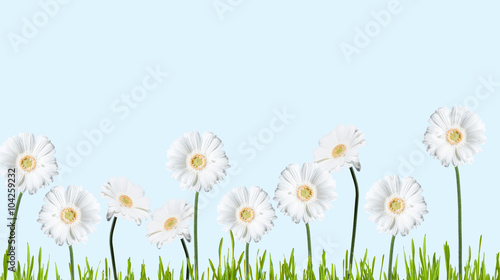 Gerber Daisy, isolated on blue background