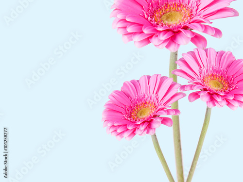 Gerber Daisy  isolated on blue background