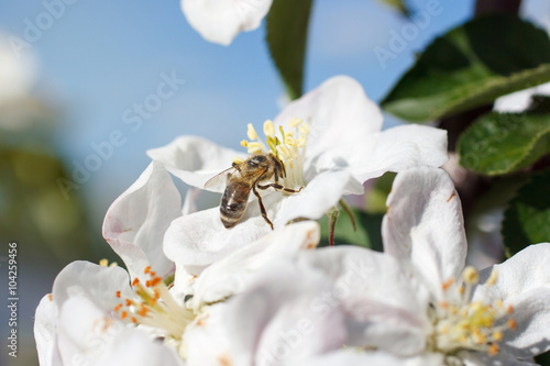 Bee on a flower of the white cherry blossoms