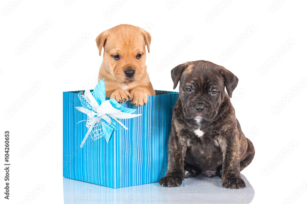 Fototapeta premium Two little puppies sitting in a gift box 