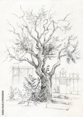 Hand drawn  view old tree. Sevastopol, Crimea