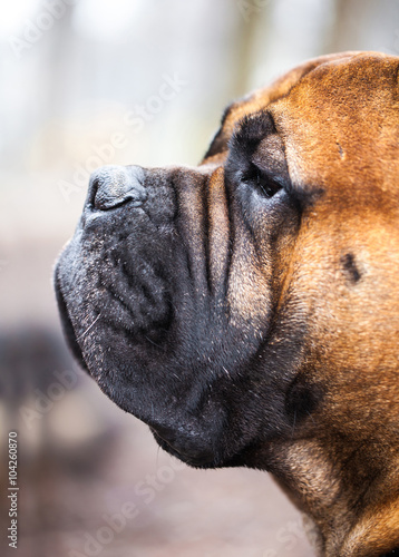 portrait of English Mastiff photo