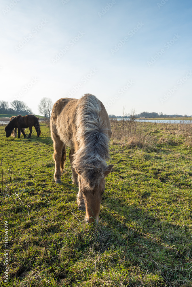 Fototapeta premium Eating Icelandic horse with blonde manes from close