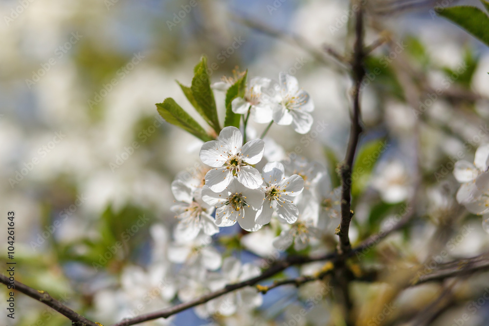 white flowers blooming on branch white flowers blooming on branch
