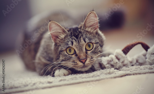 Portrait of a striped cat with yellow eyes © Azaliya (Elya Vatel)