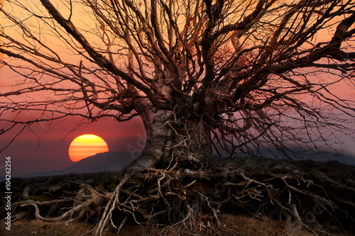 sunset over the big oak tree