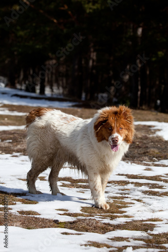 bulgarian shepherd dog in winter forest 