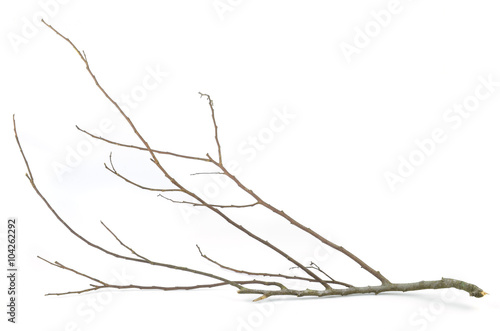 Branches isolated on white