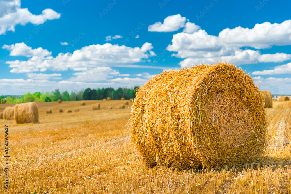 dry grass rolled up in a roll to animal feed dry grass rolled up in a roll to animal feed