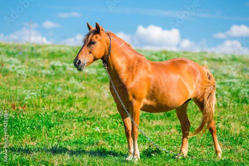 beautiful brown horse on a chain in the field