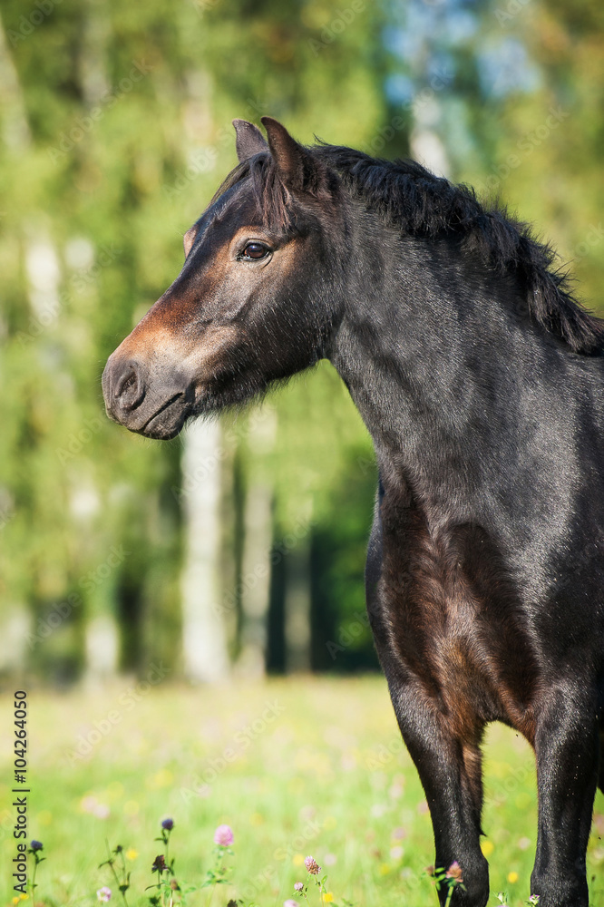 Portrait of beautiful bay pony