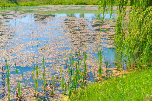 Fotografie overgrown with algae stagnant pond on a sunny day