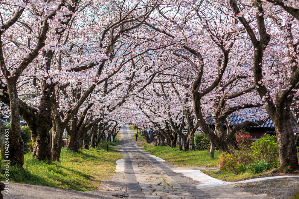 桜のアーチ＠佐賀県武雄市