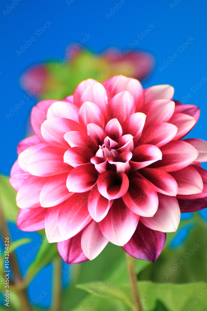 Fototapeta premium ダリアの花