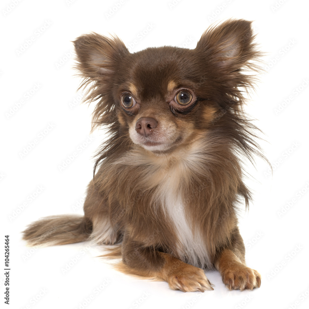 young longhair chihuahua