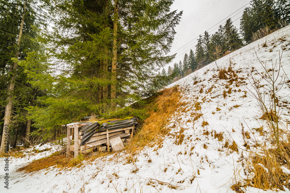 woodpile in a coniferous forest woodpile in a coniferous forest