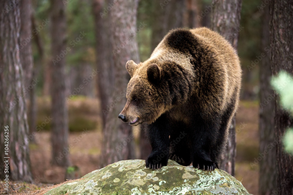 Obraz premium brown bear (Ursus arctos) in winter forest