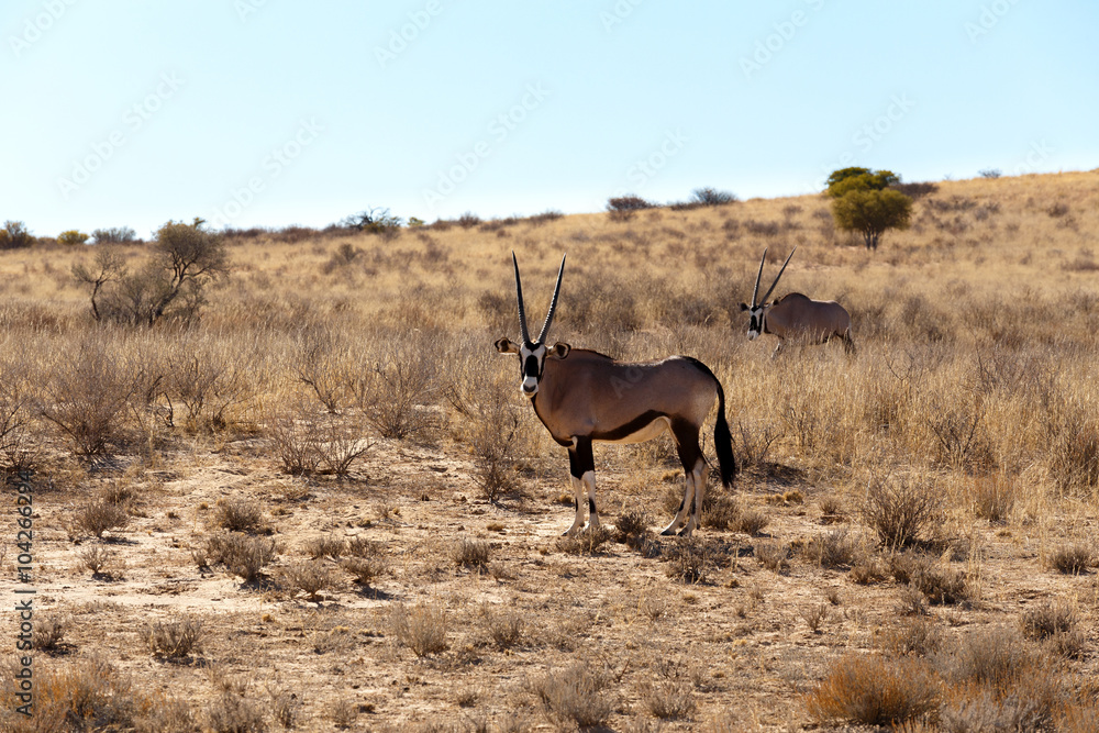 Naklejka premium Gemsbok, Oryx gazella