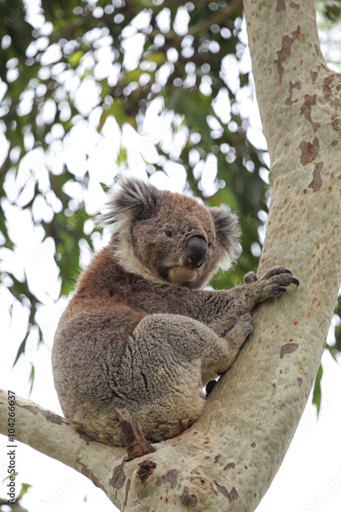 Fototapeta premium Koala (Phascolarctos cinereus)