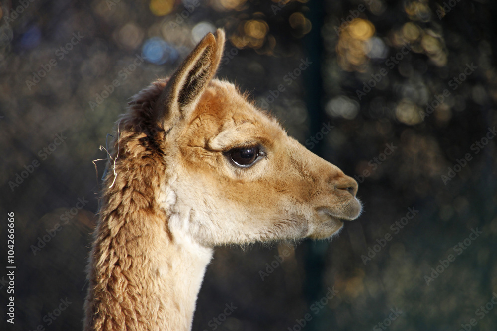 Obraz premium Vikunja