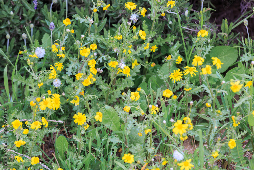Small yellow and white flowers Small yellow and white flowers
