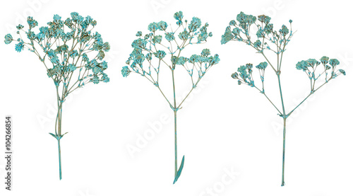 Set of wild dry pressed flowers