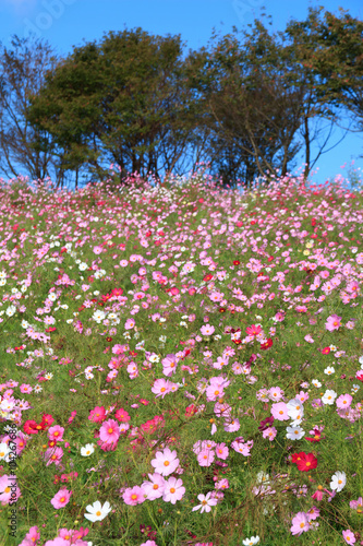 Wallpaper Mural コスモス畑＠長崎県諫早市白木峰 Torontodigital.ca