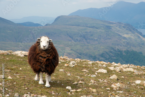 Cute sheep in the Lake District