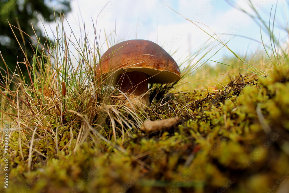 Stolt Karl Johan svamp Stock Photo Adobe Stock