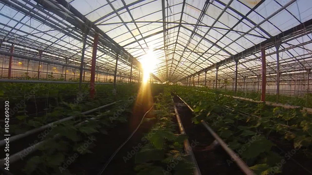 Greenhouse cucumbers . Gopro . The sun Greenhouse cucumbers . Gopro . The sun