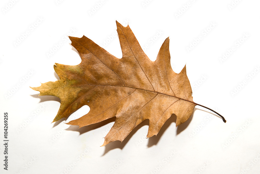 Dry autumn oak leaf on over white Dry autumn oak leaf on over white