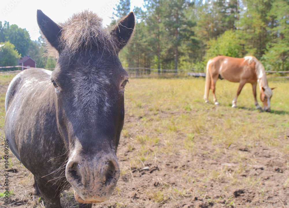 Fototapeta premium Gray pony and brown horse eating grass in a meadow