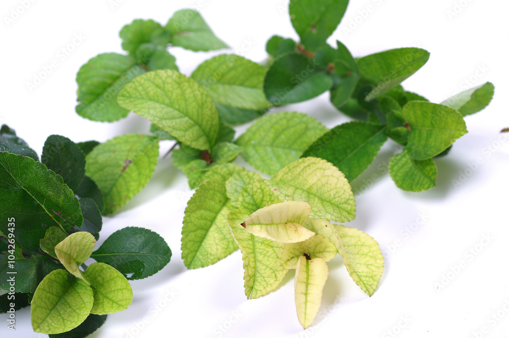 Naklejka premium Physiological disease - lack of nutrients on Chaenomeles