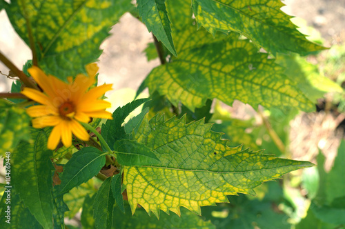 Physiological disease - lack of nutrients on Heliopsis