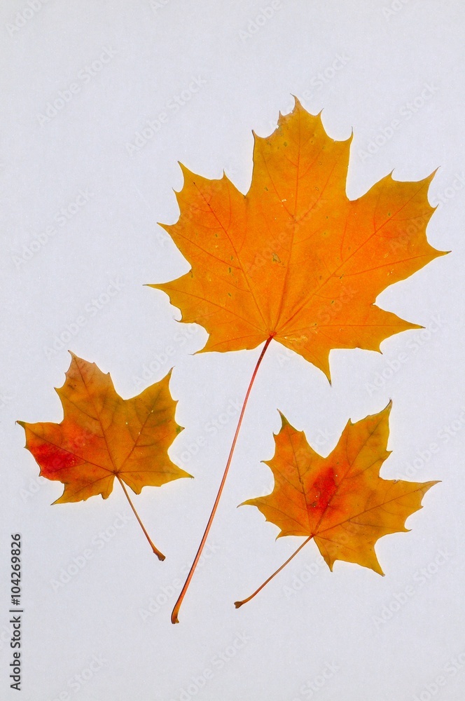 Maple autumnal leaves Maple autumnal leaves