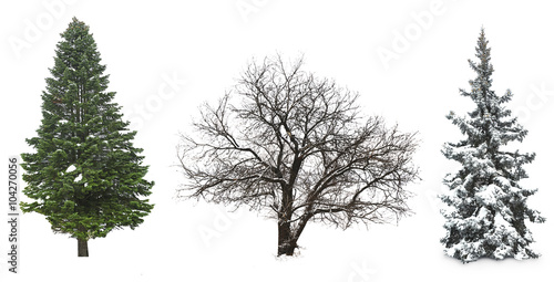 Set of winter trees without leaves  isolated on white