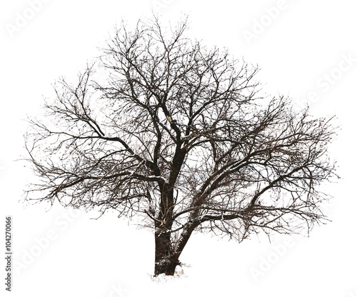 Tree without leaves  isolated on white