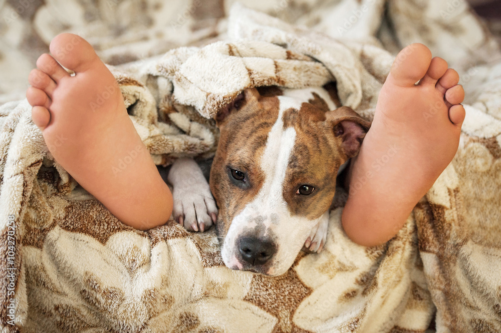 Why dogs sleep top at foot of bed