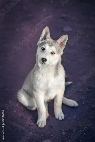 Adorable siberian husky puppy looking up