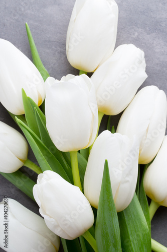 More white tulip on the grey background.