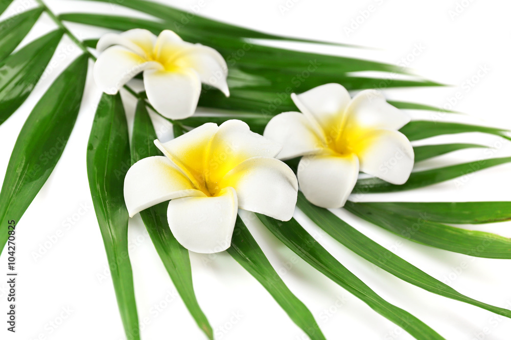 Fototapeta premium Plumeria flowers and palm leaves, closeup