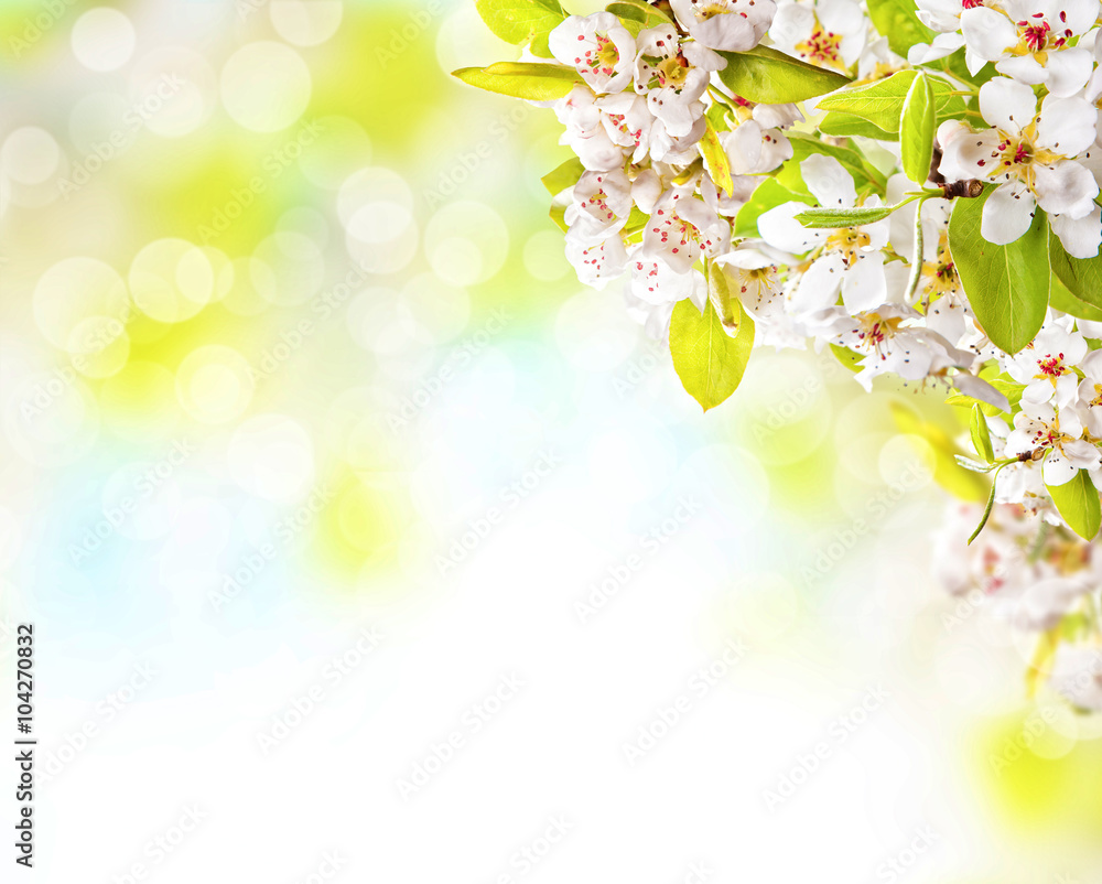 Fototapeta premium Cherry blossoms over blurred nature background